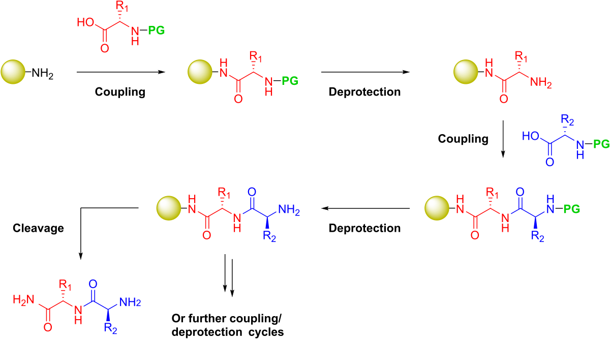 Peptide: Hoạt chất vàng trong chăm sóc da và sức khỏe toàn diện